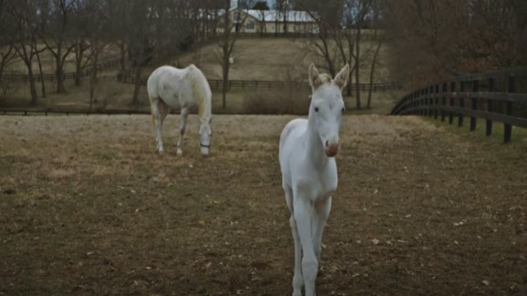 Rare White Thoroughbred Foal